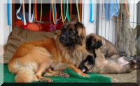 leonberger 020.jpg